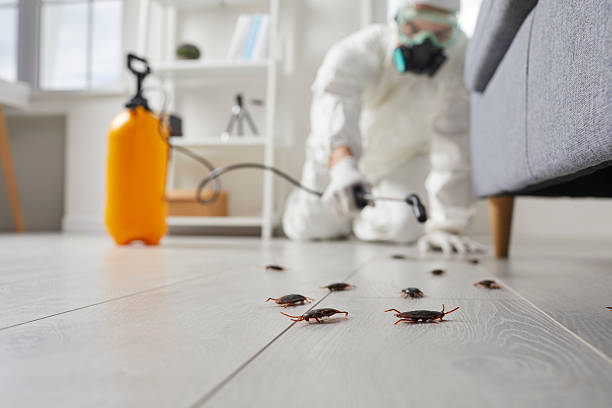 Post-Treatment Bed Bug Interceptor Monitoring in Alamo Heights